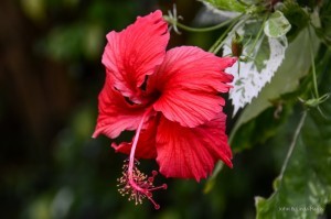 3.1_BVI_Slide_4_HIbiscus_700x465