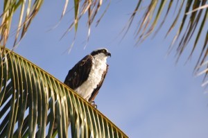 3.2A_CaptivaIsland_Slide_12_Osprey_700x465