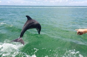 3.2A_CaptivaIsland_Slide_15_Dolphin_from_boat_700x465