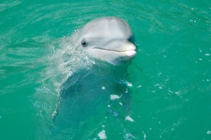 OSS-Bahamas-Flotilla-Cruise-Dolphin-700x465