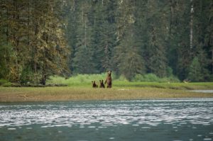 Brown-bear-family-Gulf-Islands_700x465