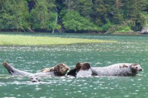 Otters-Gulf-Islands_700x465