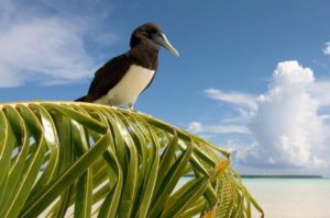 Tahiti Flotilla Cruise