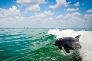 A dolphin is jumping in the waves produced by a power catamaran in Offshore Sailing School's Fast Track to Power Cruising Course