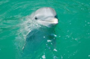 great-guana-cay_700x465