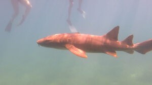 snorkeling with sharks