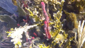 2021 Colgate Sailing Adventures Flotilla Sailed Away from Pandemic, in Belize