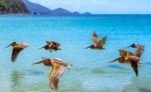 Antigua Flotilla Bareboat Cruise