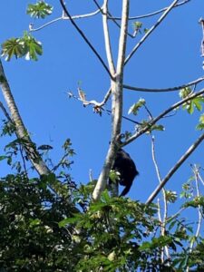 Looking for the howler monkeys
