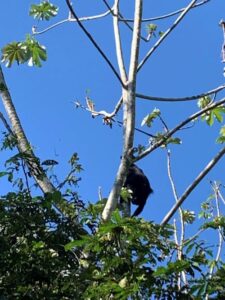 Looking for the howler monkeys