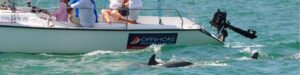 Dolphins sailing alongside a boat on Captiva Island