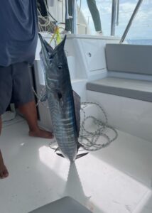 Big Wahoo fish