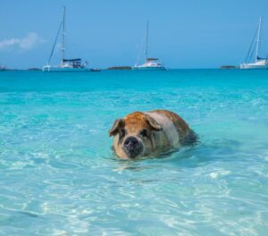 Bahamas Exuma Islands Flotilla Cruise: Colgate Sailing Adventures