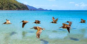 Pelicans flying in Antigua